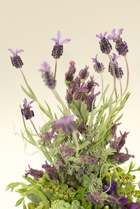 spanish lavender, Françoise Weeks