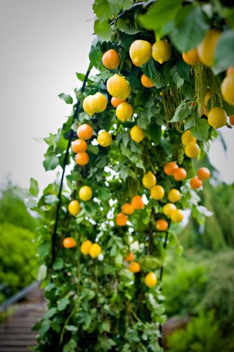 archway decorated with citrus, Oregon Gardens, Françoise Weeks