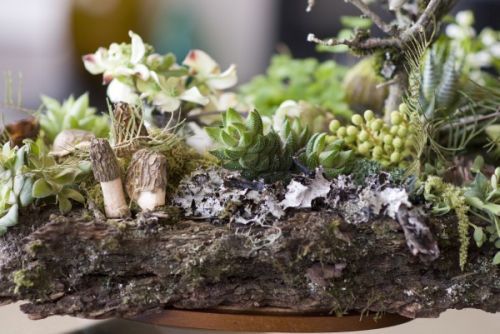 woodland arrangement on barrk with dogwood, texture, mushrooms, Françoise Weeks