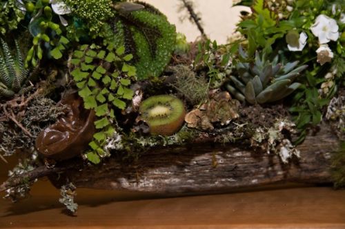log arrangement, detail, fruits, succulents, 1 Zenith Vineyard, Françoise Weeks
