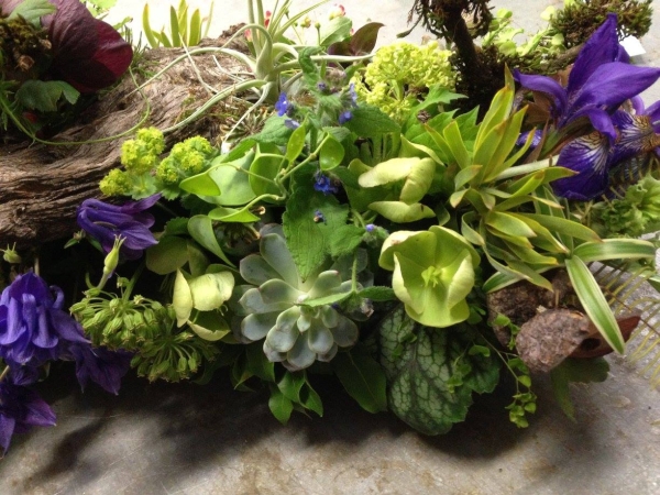 Woodland Knoll, Miniature Flowers - Alsip Home & Nursery
